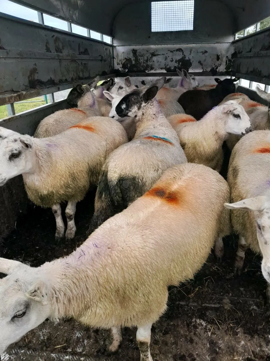 EWE LAMBS - Image 4