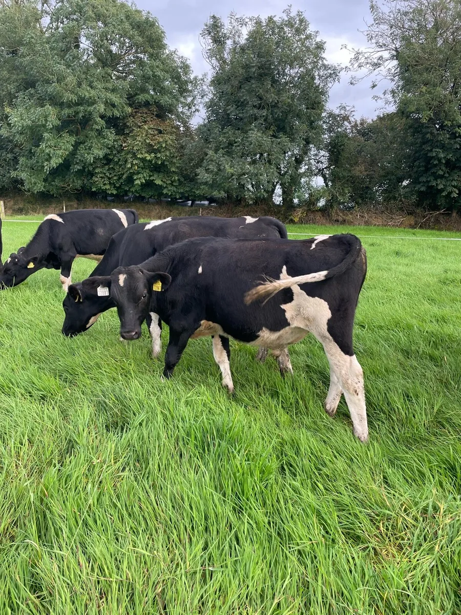 Fresian Bull calves - Image 1