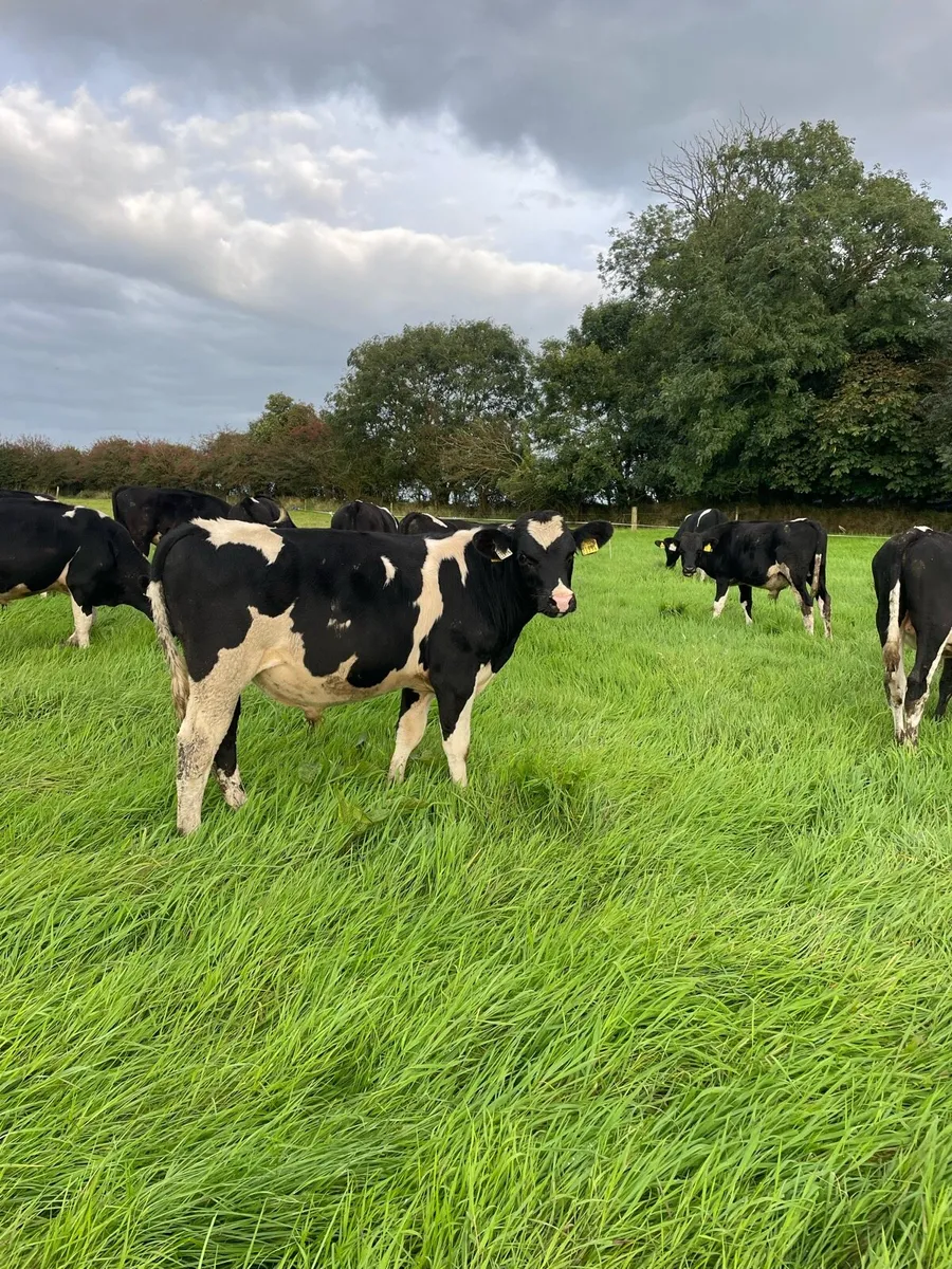 Fresian Bull calves - Image 2