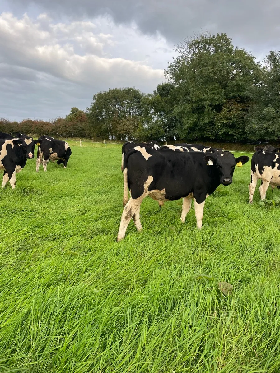 Fresian Bull calves - Image 3
