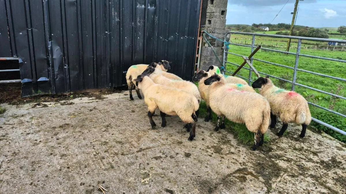 Suffolk ewe lambs - Image 1