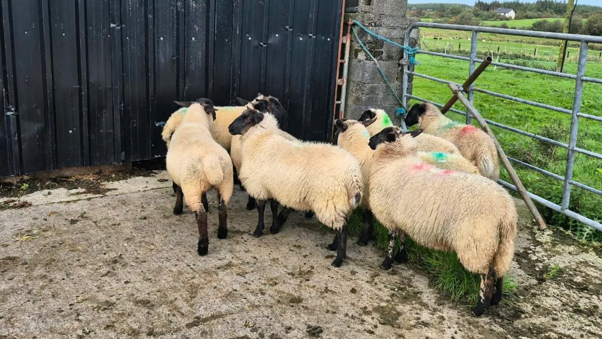 Suffolk ewe lambs - Image 2