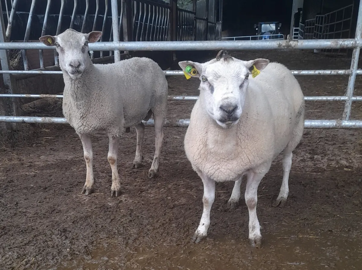 Rams - Image 1