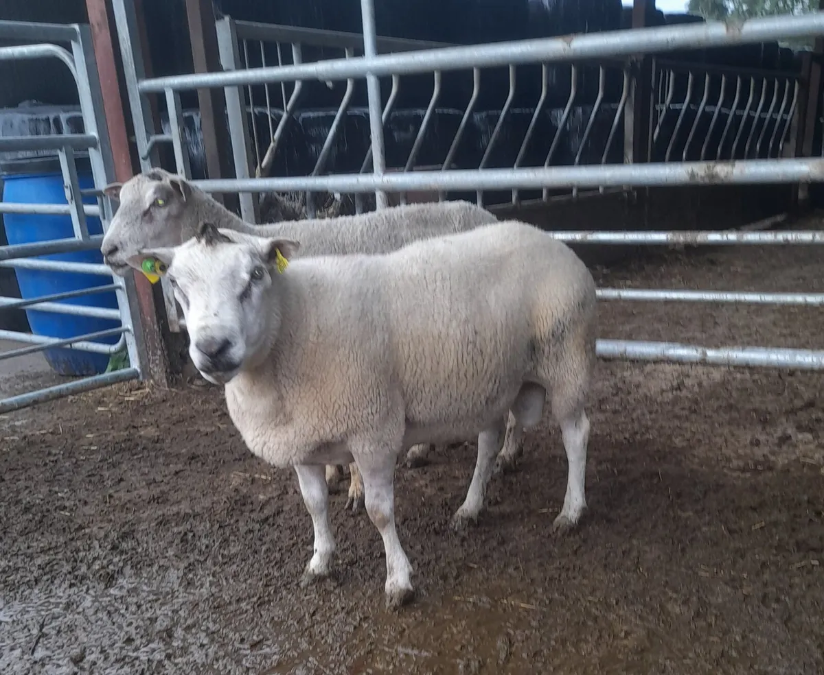 Rams - Image 2