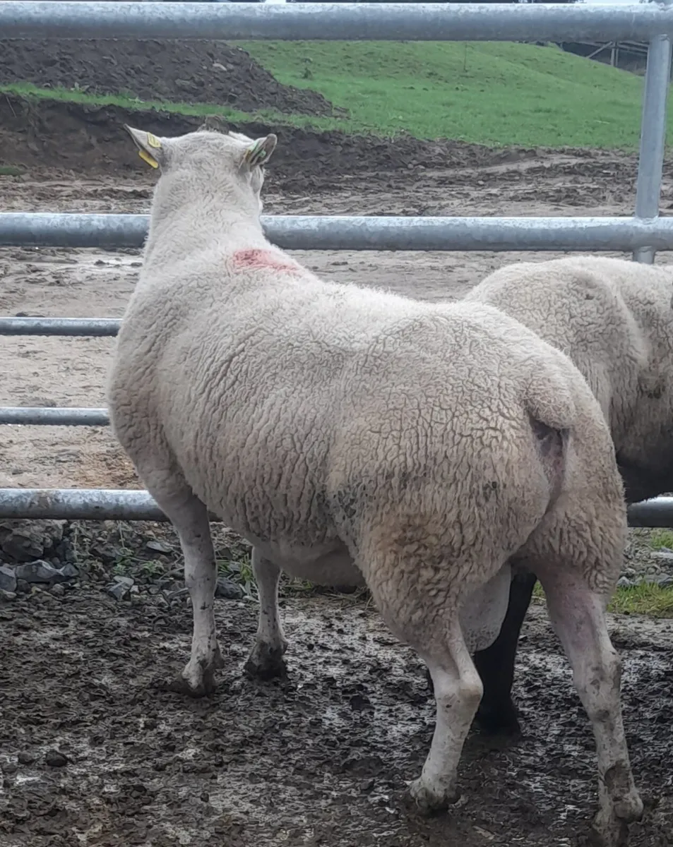 Rams - Image 3