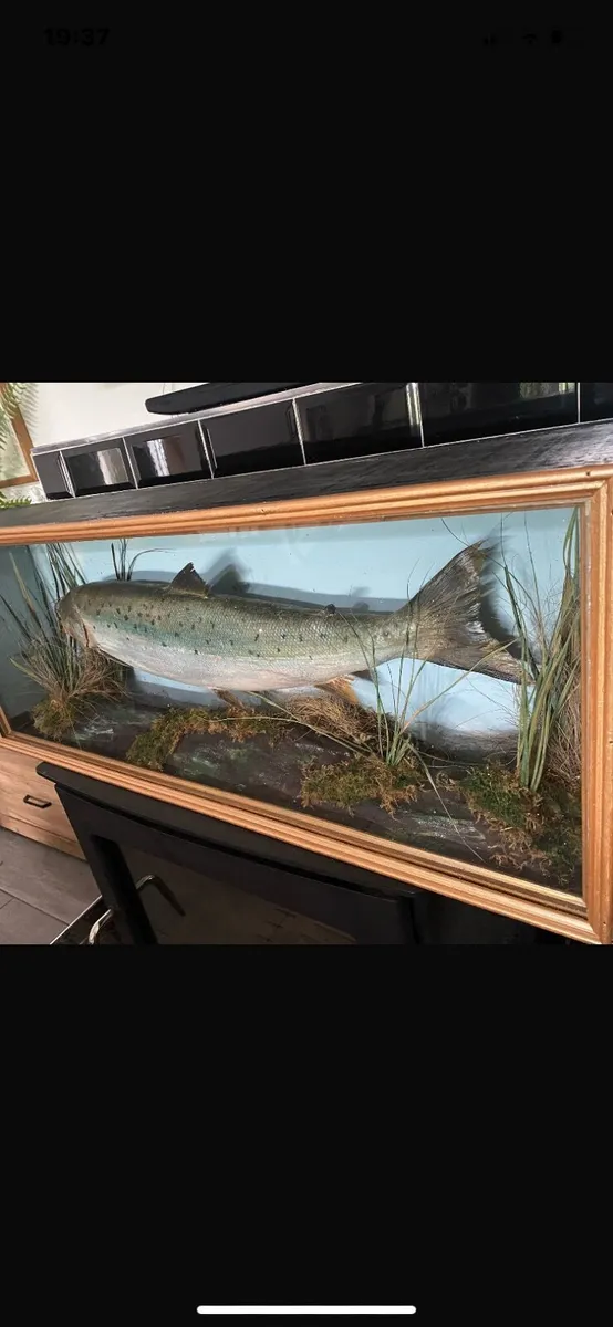 Lovely taxidermy fish/salmon - Image 2
