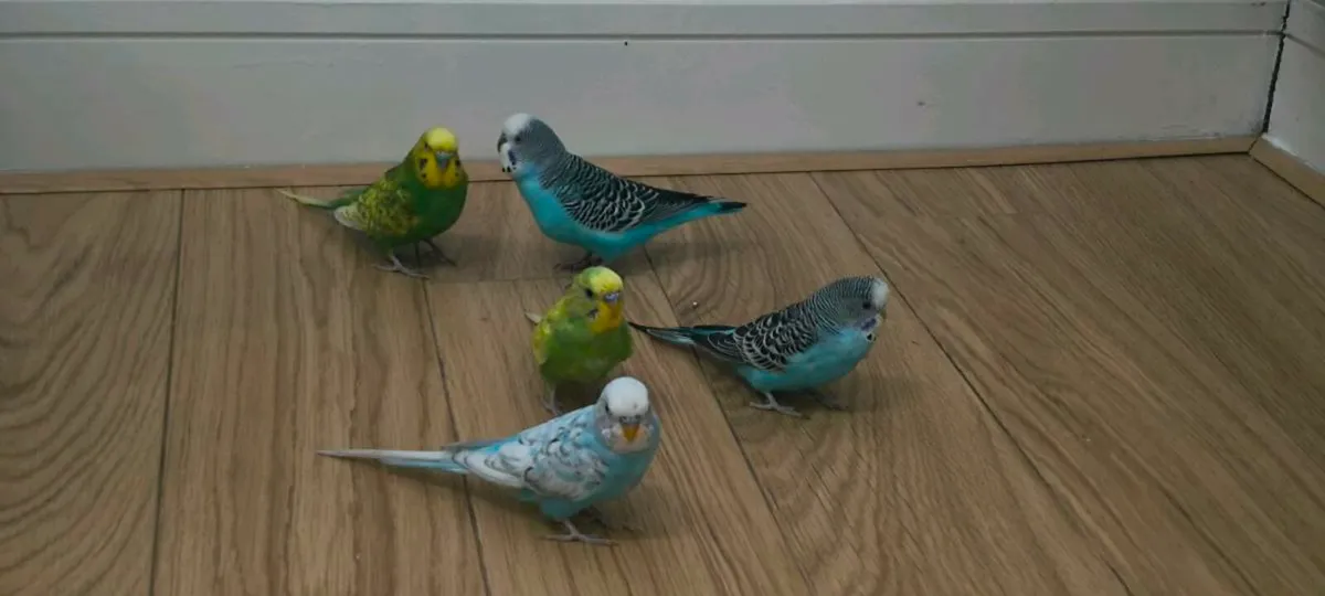 Budgies - Image 1