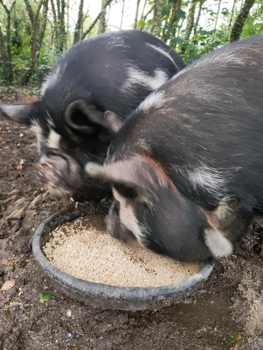 Kune Kune Pigs - Image 2