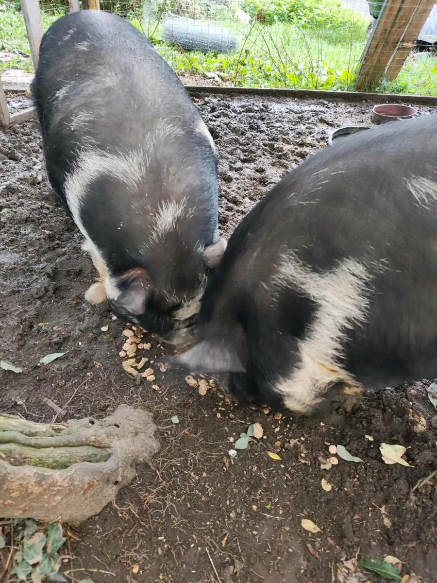 Kune Kune Pigs - Image 4