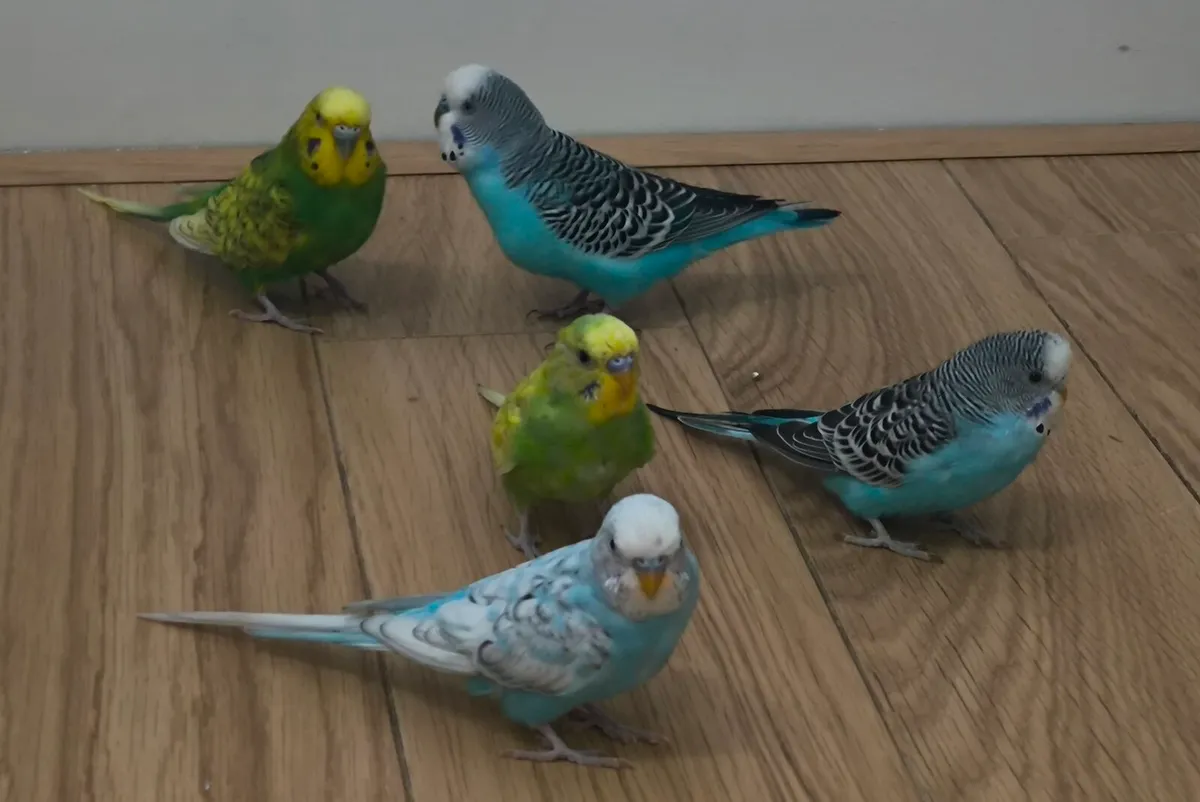 Budgies - Image 2