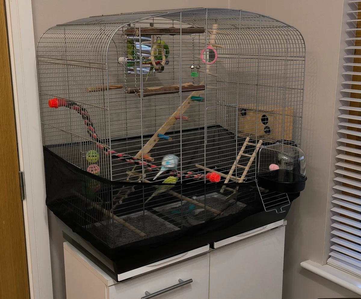 Budgies - Image 3