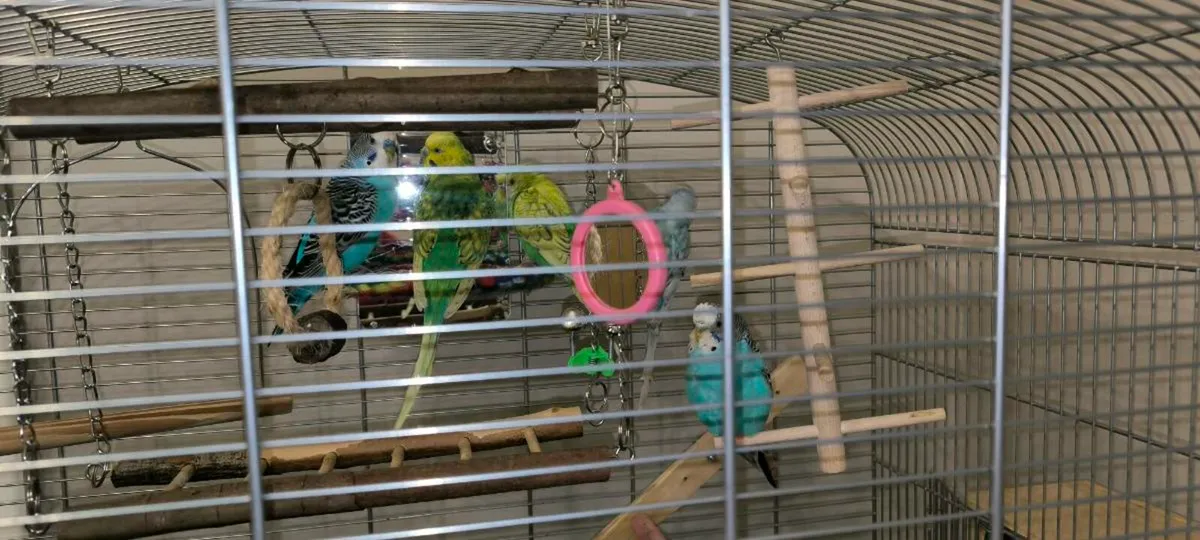 Budgies - Image 4