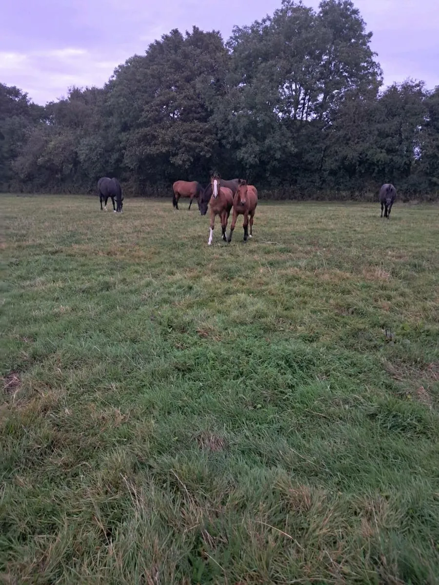 Top class filly  foals - Image 1