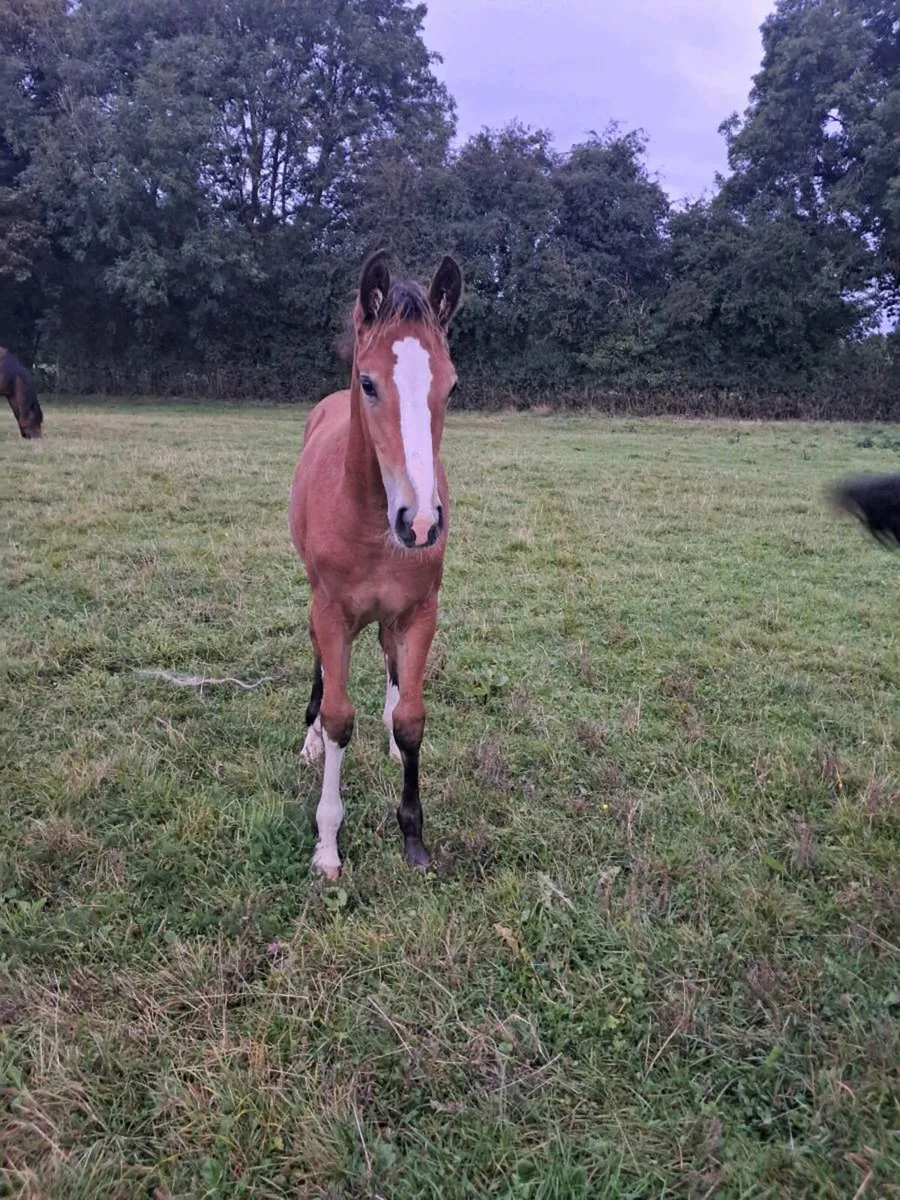 Top class filly  foals - Image 2