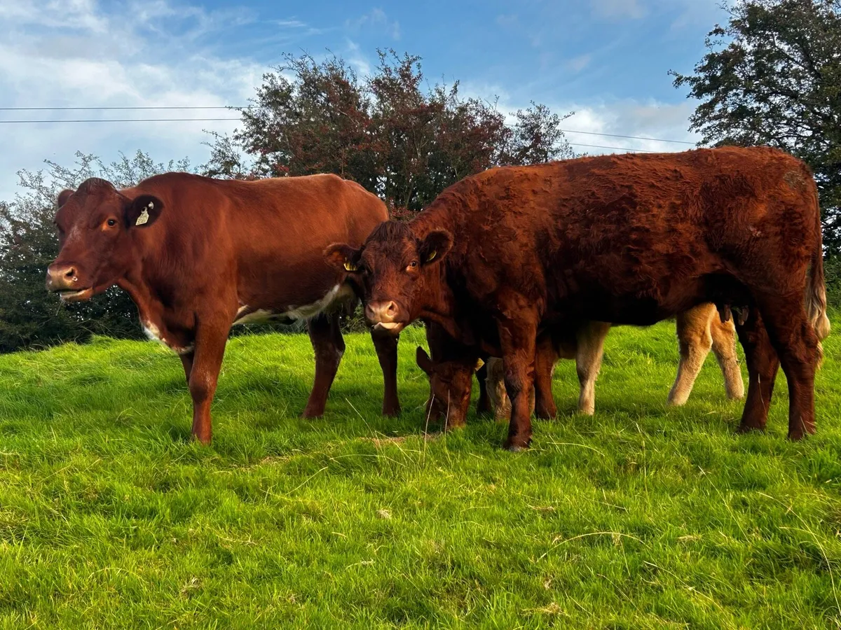 Two Fully Organic Cows & Calfs Back In-Calf - Image 2