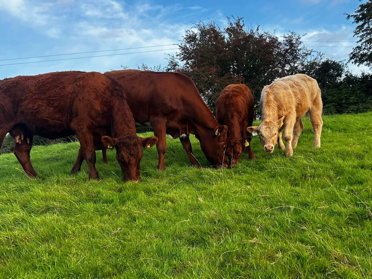Two Fully Organic Cows & Calfs Back In-Calf - Image 1