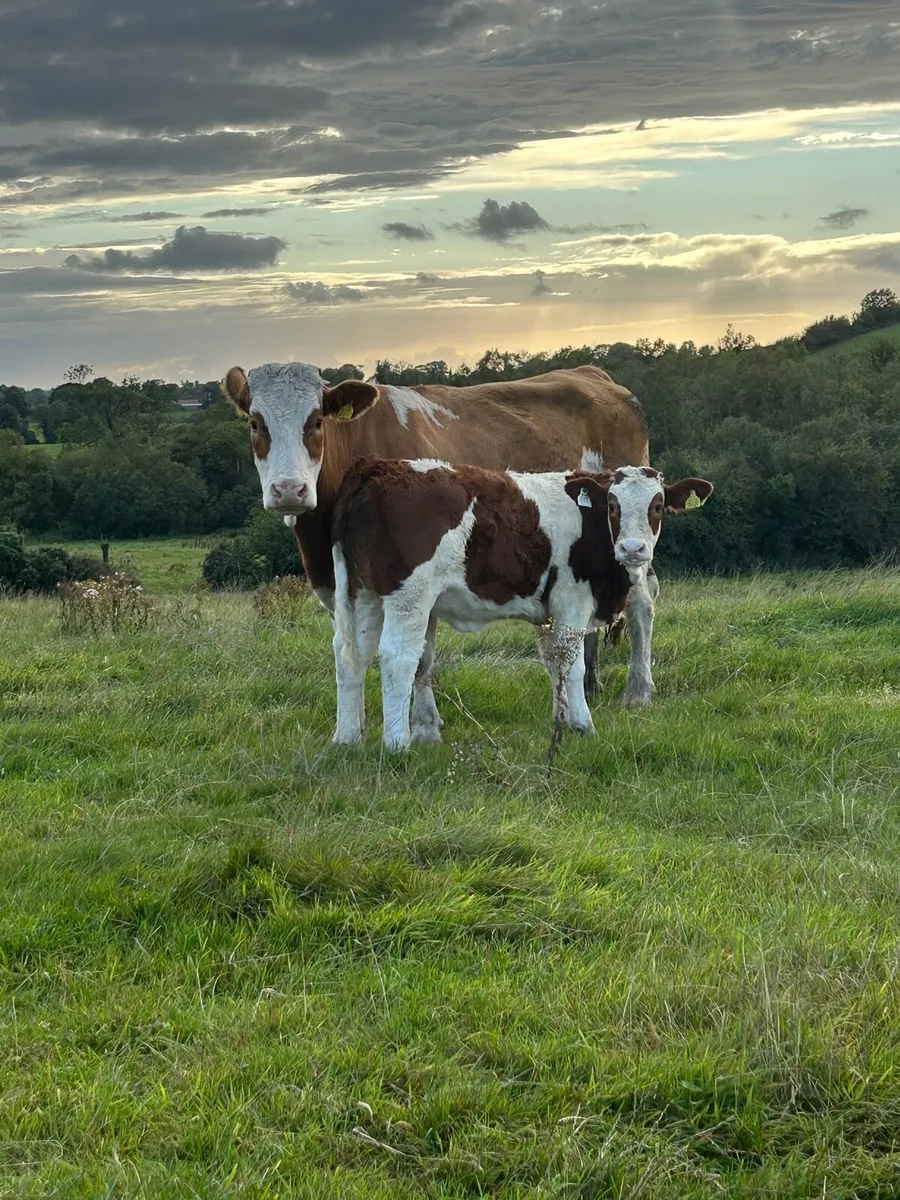 Suckler cow & calf - Image 1