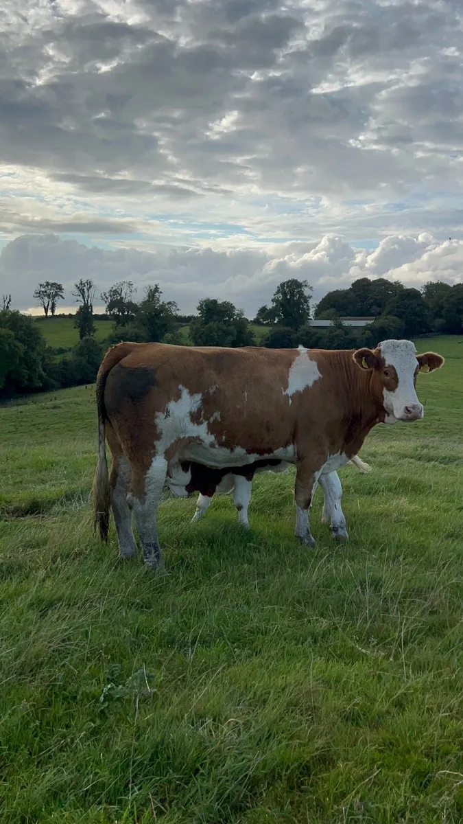 Suckler cow & calf - Image 2