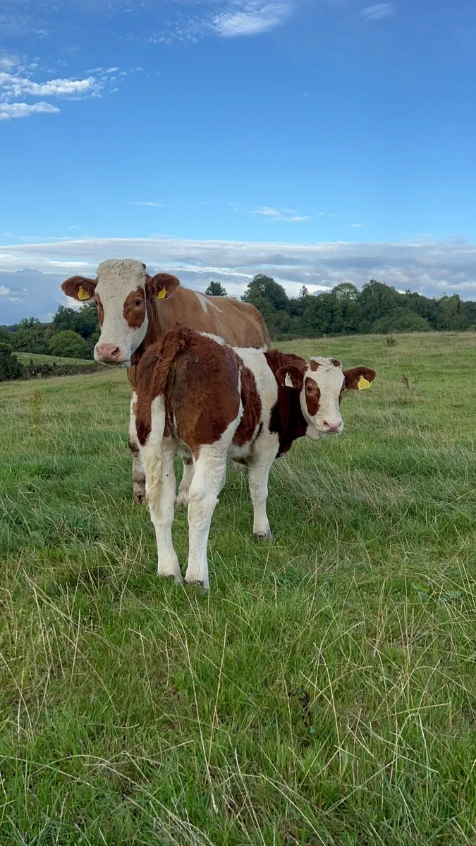 Suckler cow & calf - Image 3
