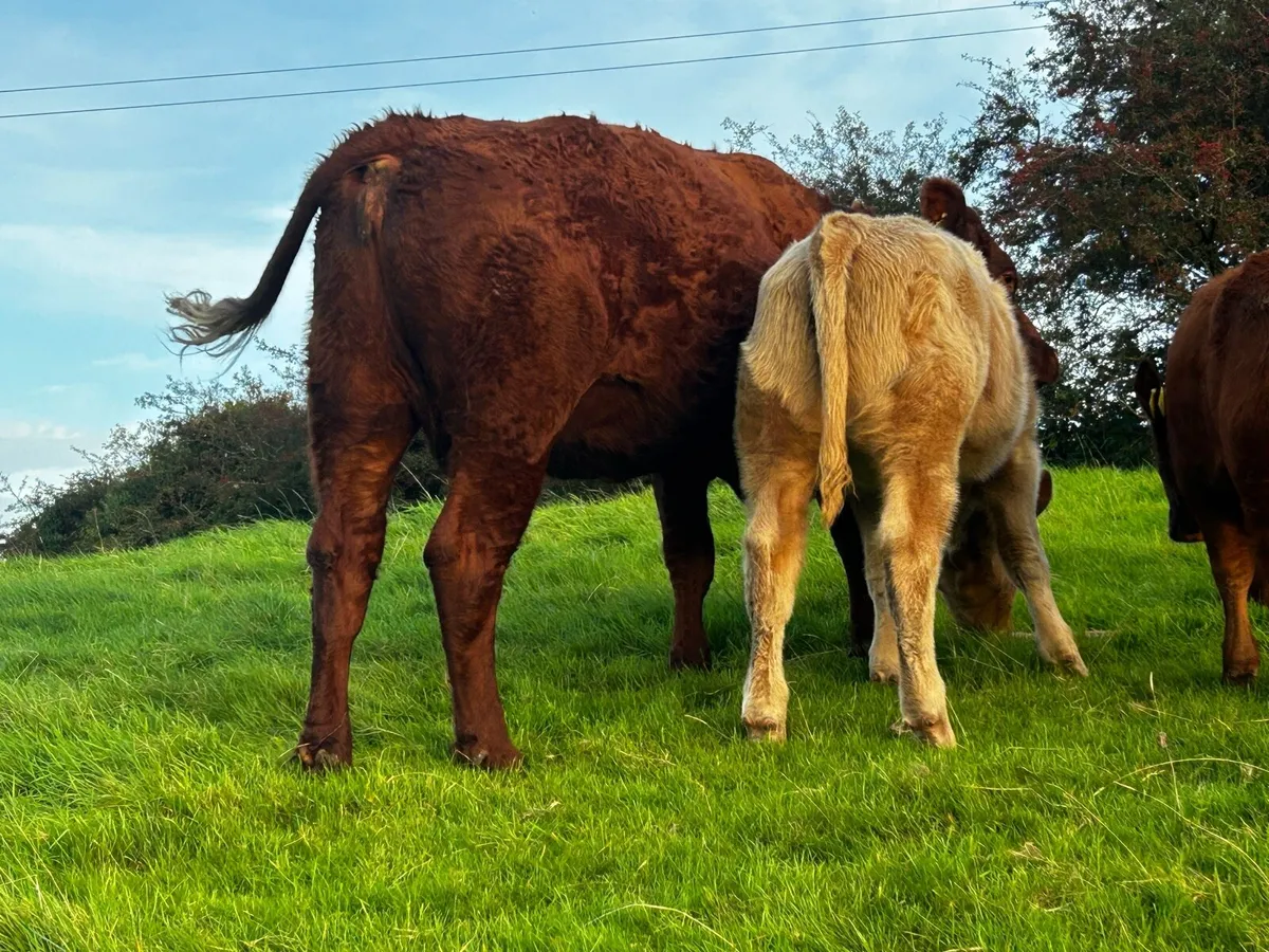 Two Fully Organic Cows & Calfs Back In-Calf - Image 4
