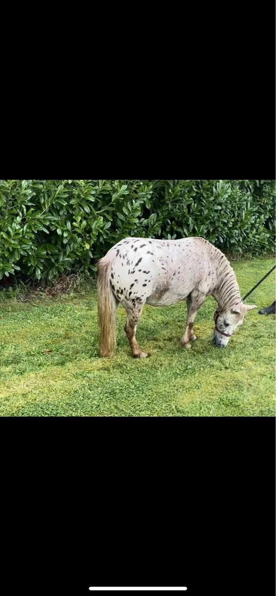 Pony