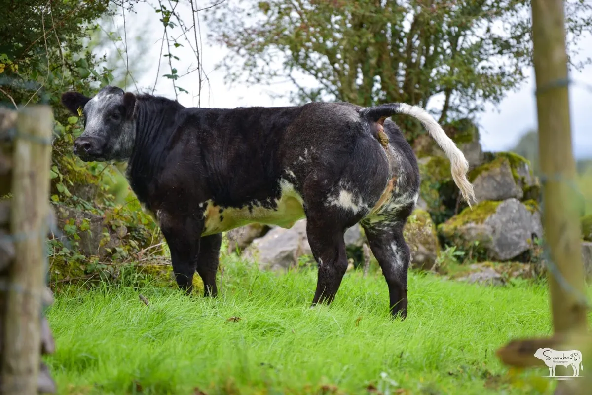 Serious show heifer - Image 3
