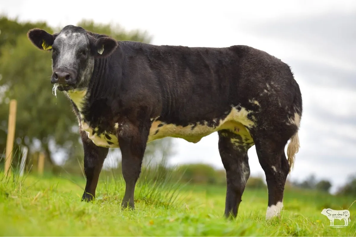 Serious show heifer - Image 1