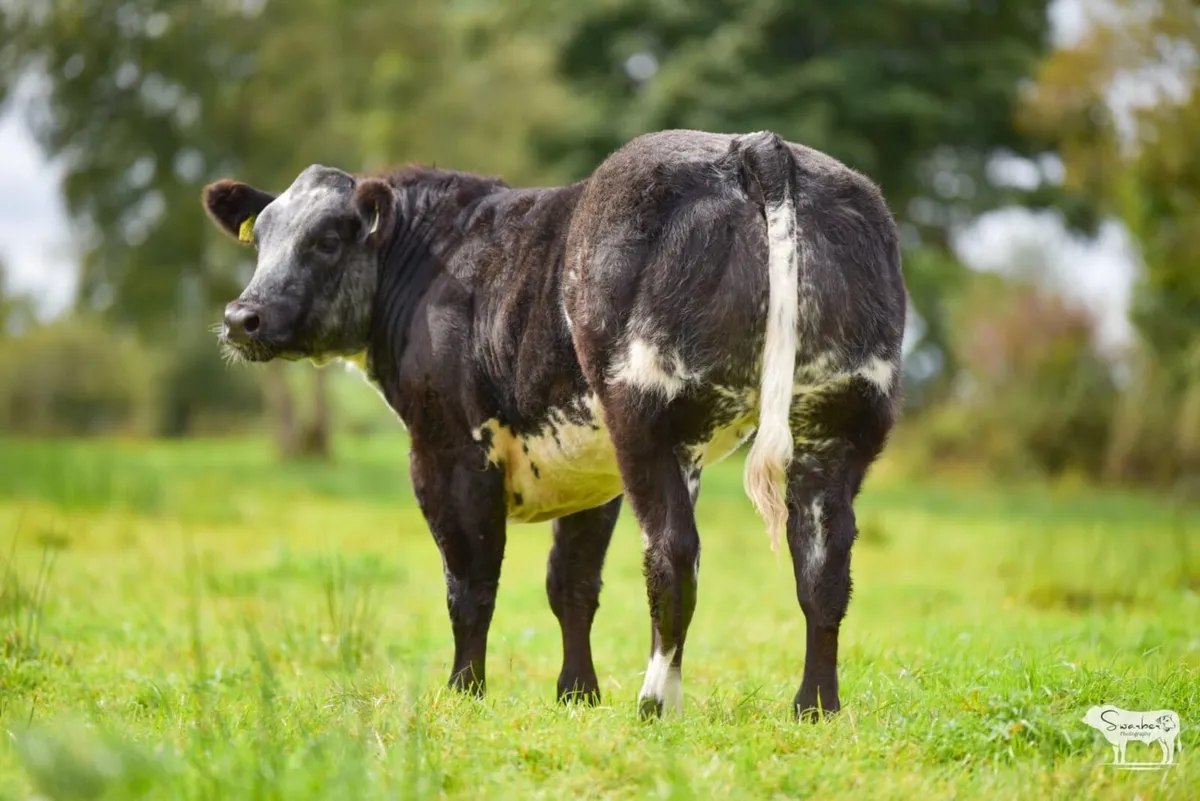 Serious show heifer - Image 4