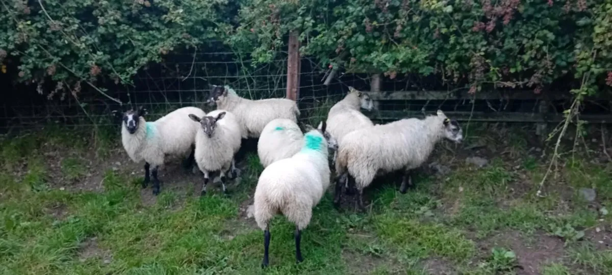 Mule ewe lambs - Image 2