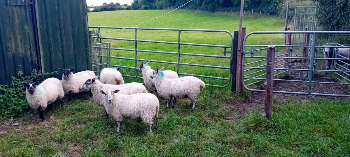Mule ewe lambs - Image 4