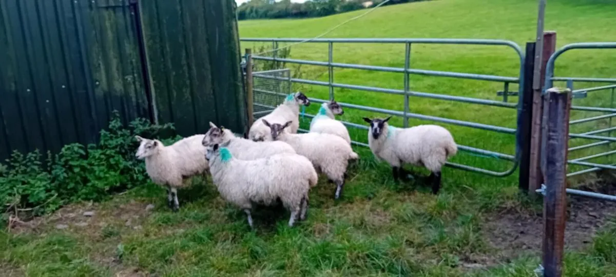Mule ewe lambs - Image 1