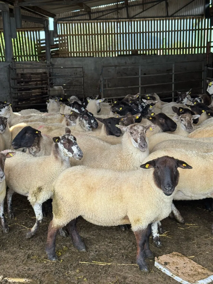 Very good Suffolk and Mule hoggets - Image 1
