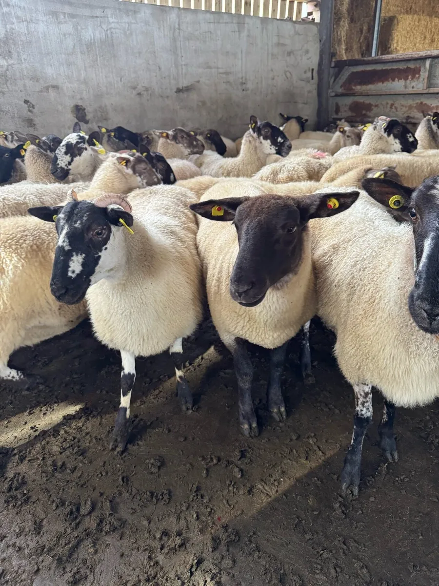 Very good Suffolk and Mule hoggets - Image 2
