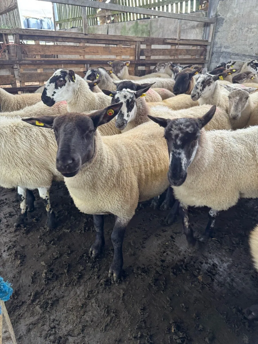 Very good Suffolk and Mule hoggets - Image 3