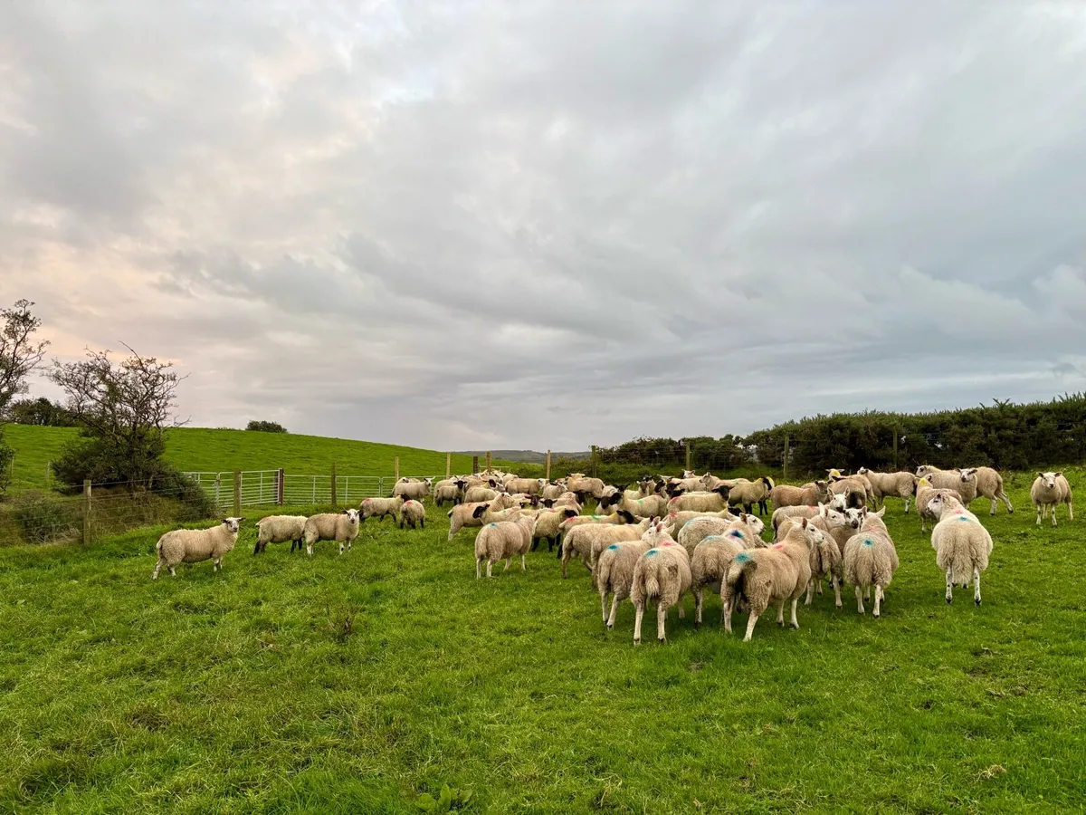 Store lambs - Image 2
