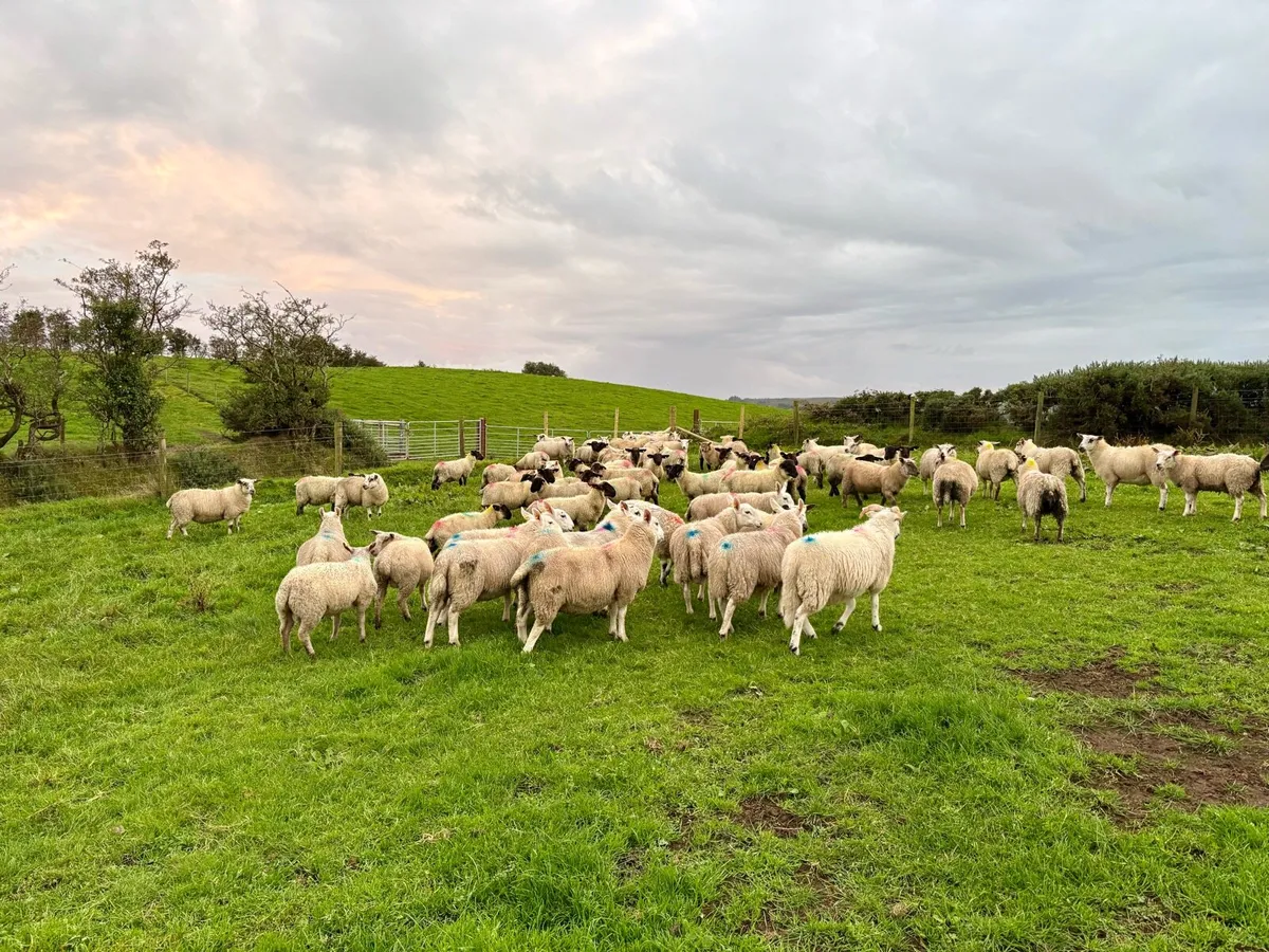 Store lambs - Image 3