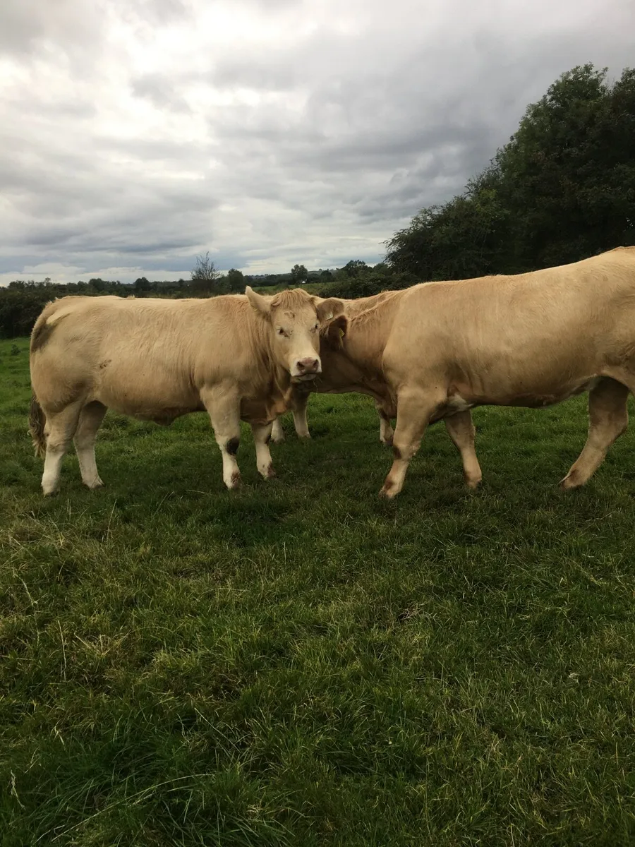 Castlerea Mart next Thursday 11/9/25 - Image 2