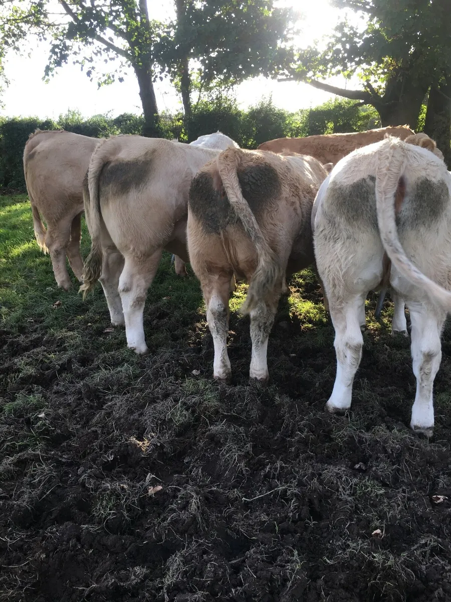 Castlerea Mart next Thursday 11/9/25 - Image 4