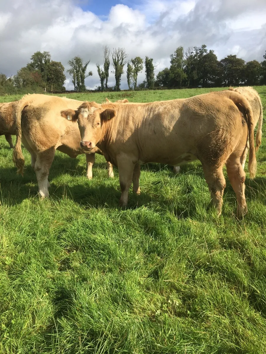 Castlerea Mart next Thursday 11/9/25 - Image 1