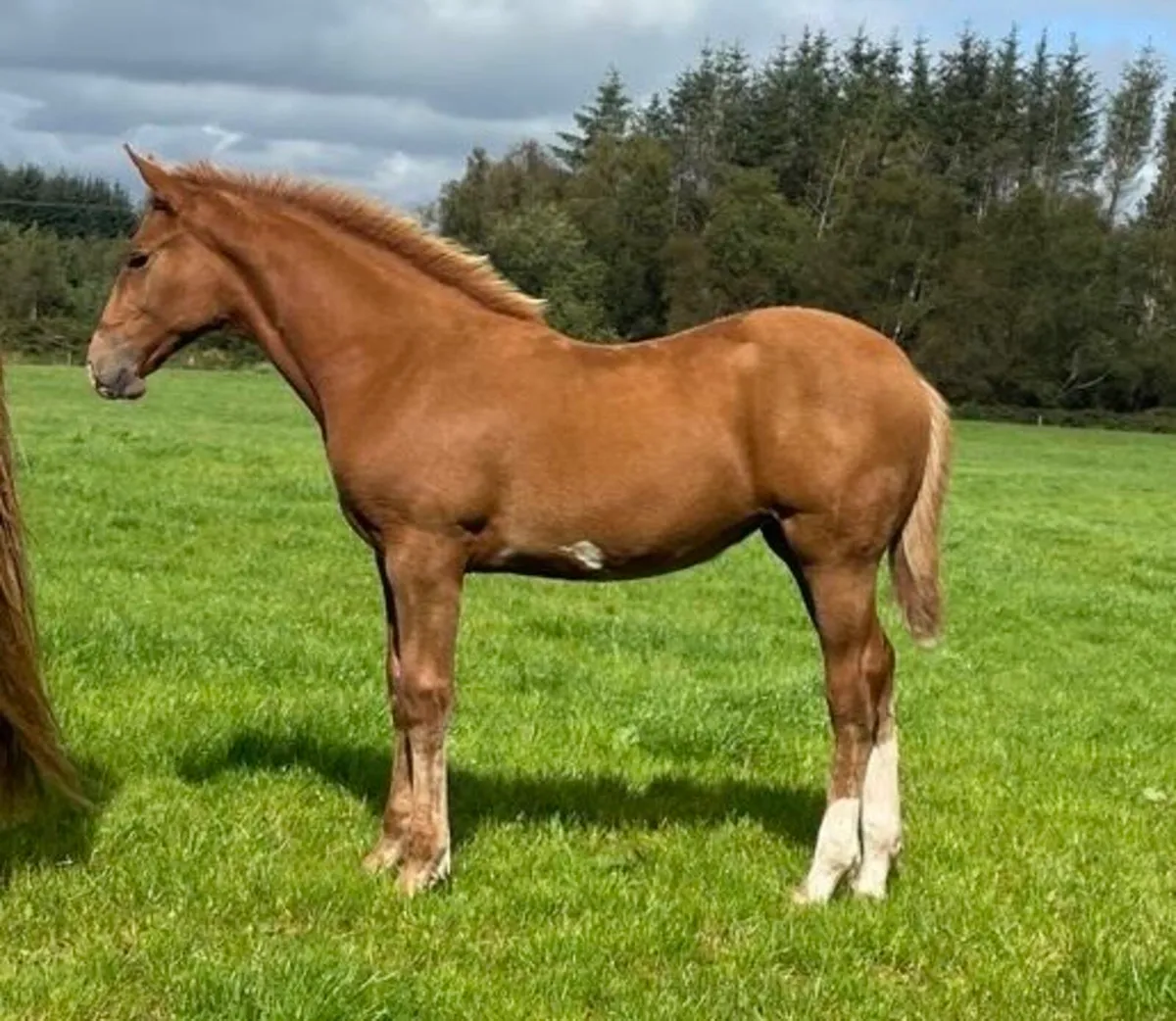 Irish Draught Filly - Image 2