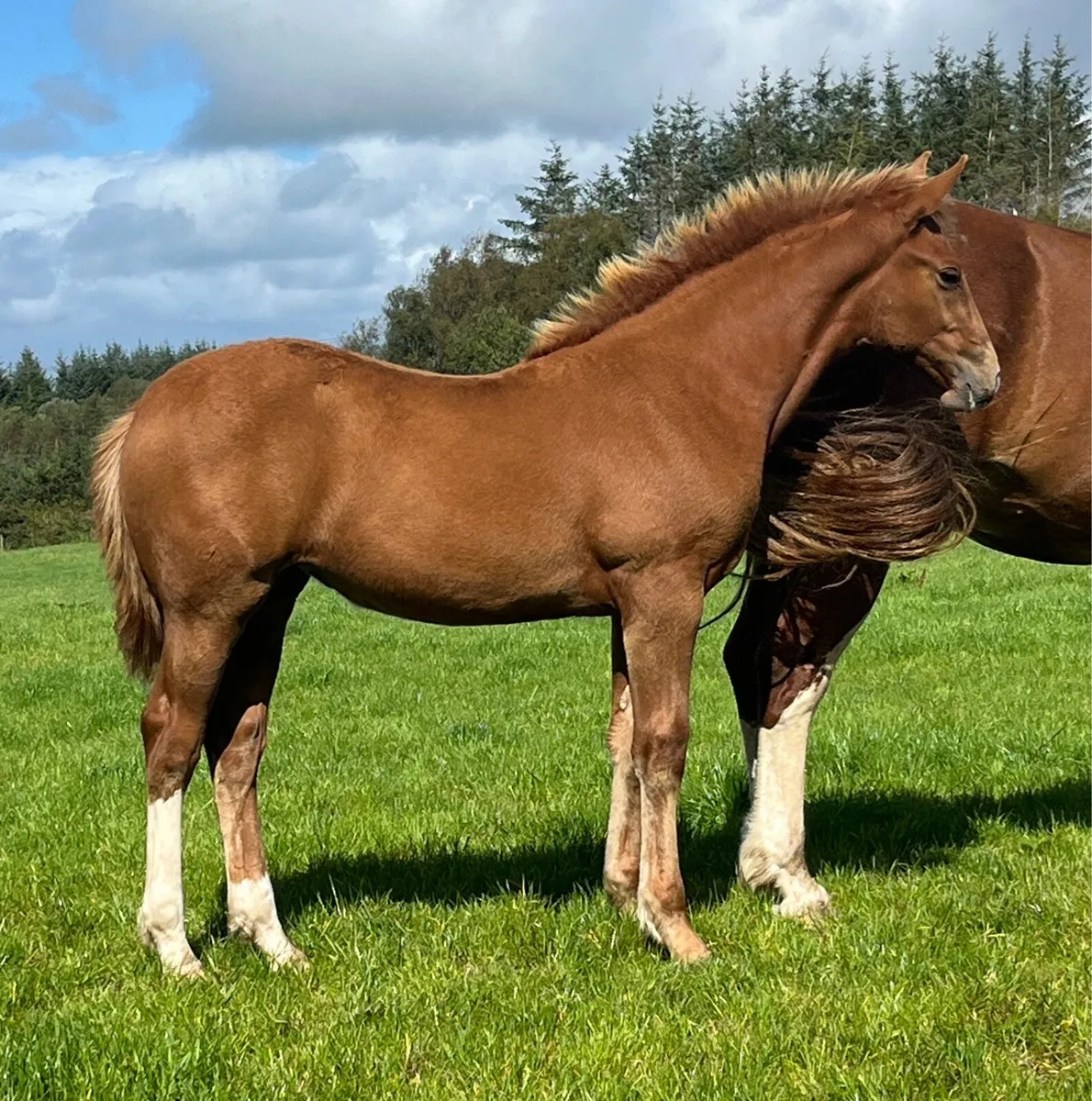 Irish Draught Filly - Image 3