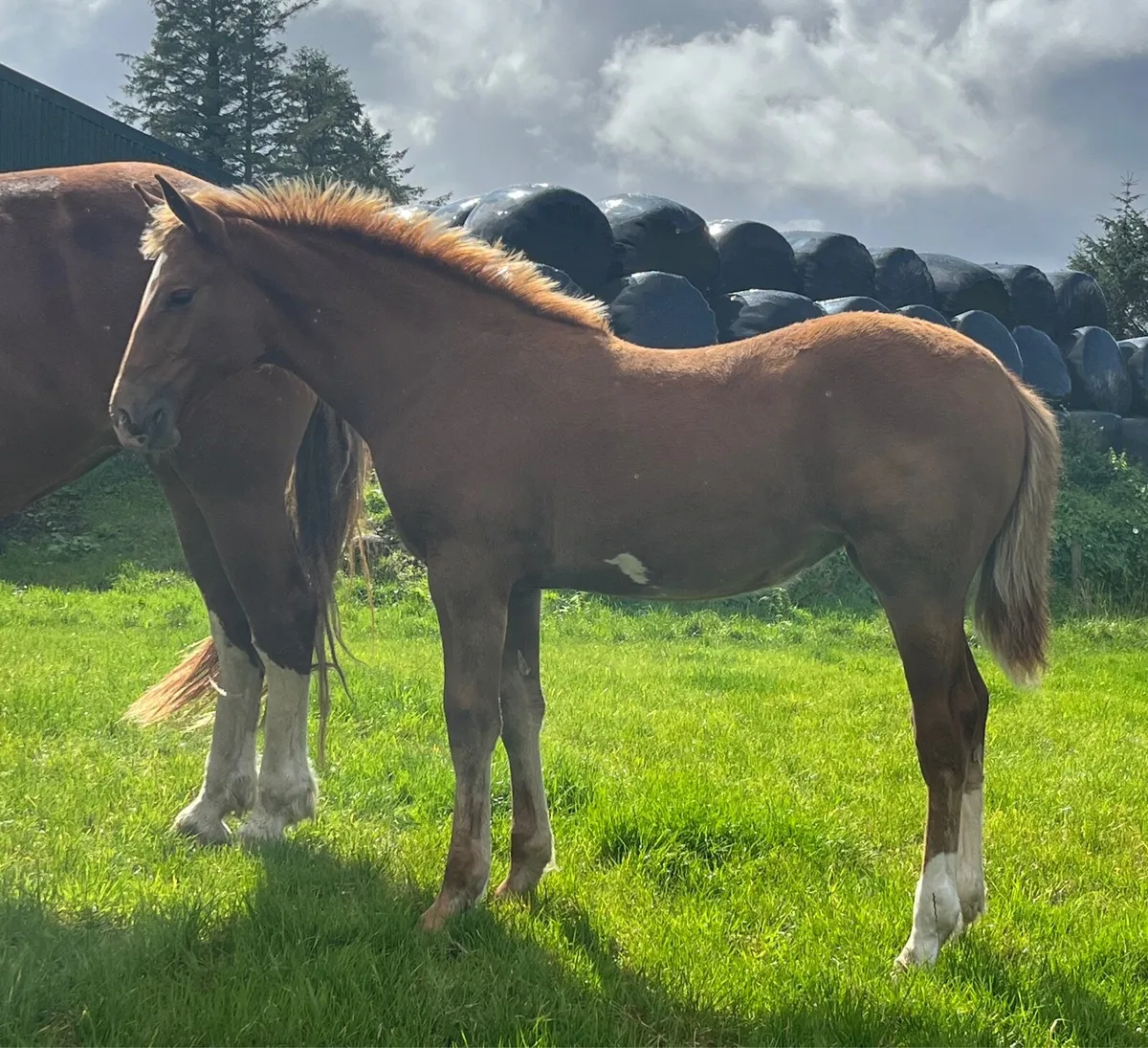 Irish Draught Filly - Image 4