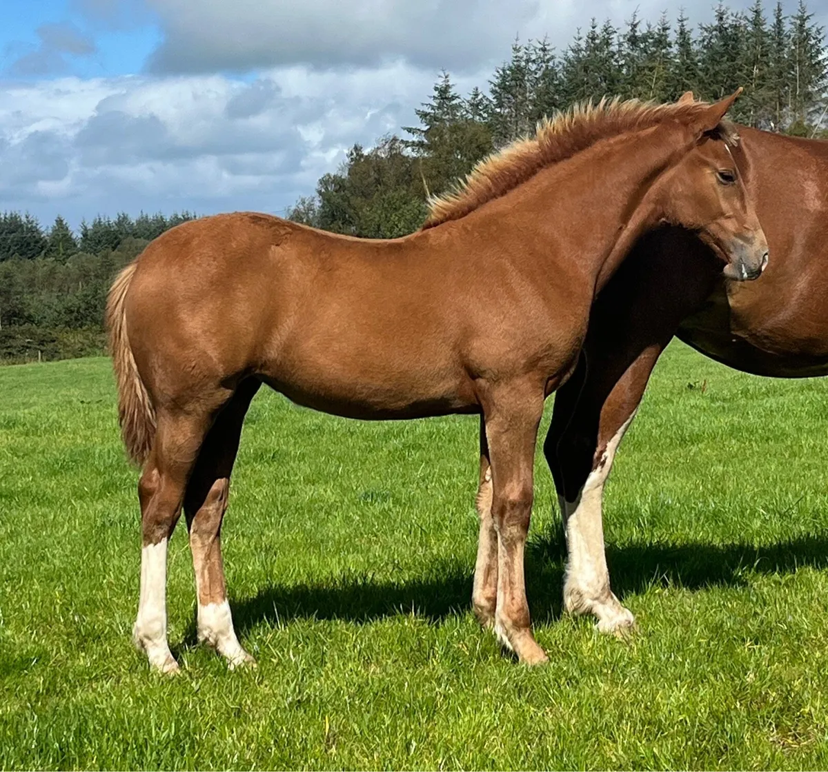 Irish Draught Filly - Image 1