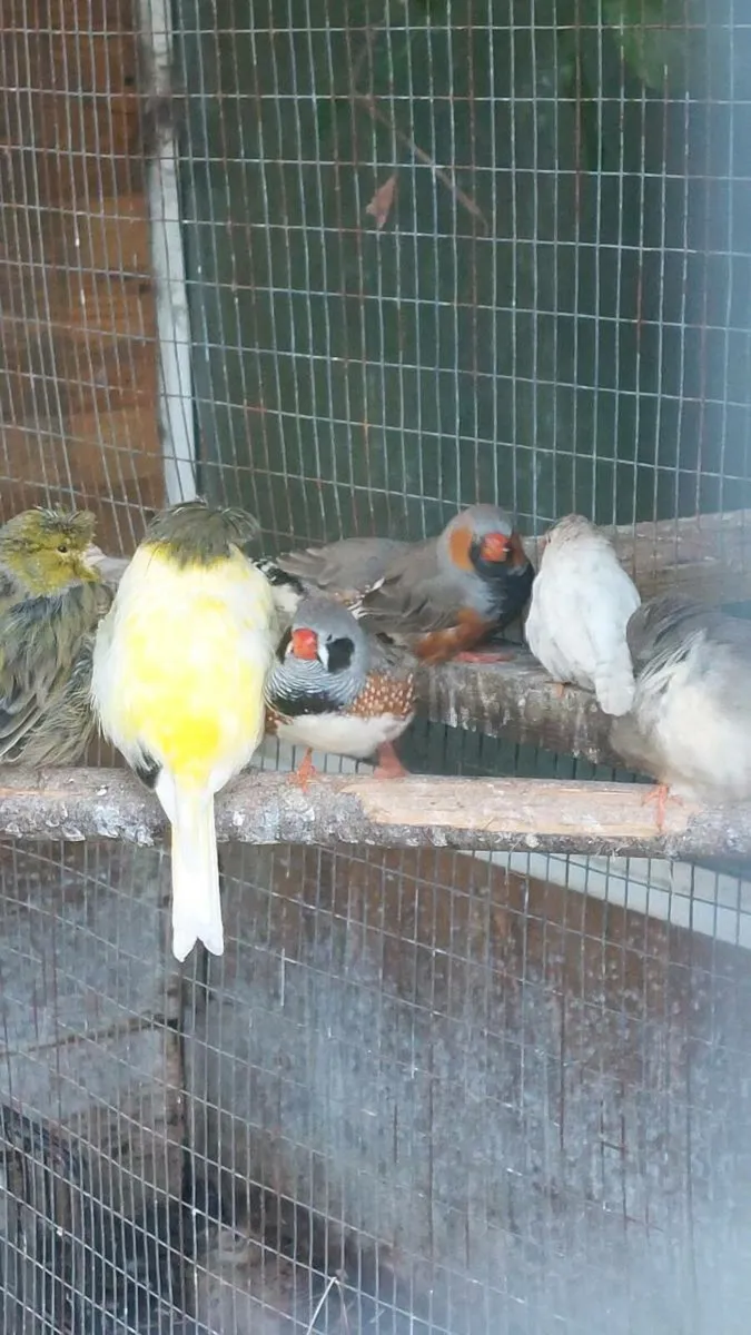 Zebra finches - Image 1