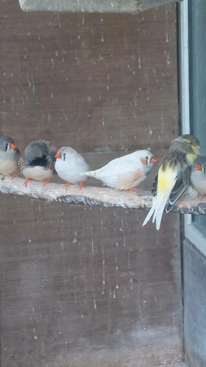 Zebra finches - Image 2