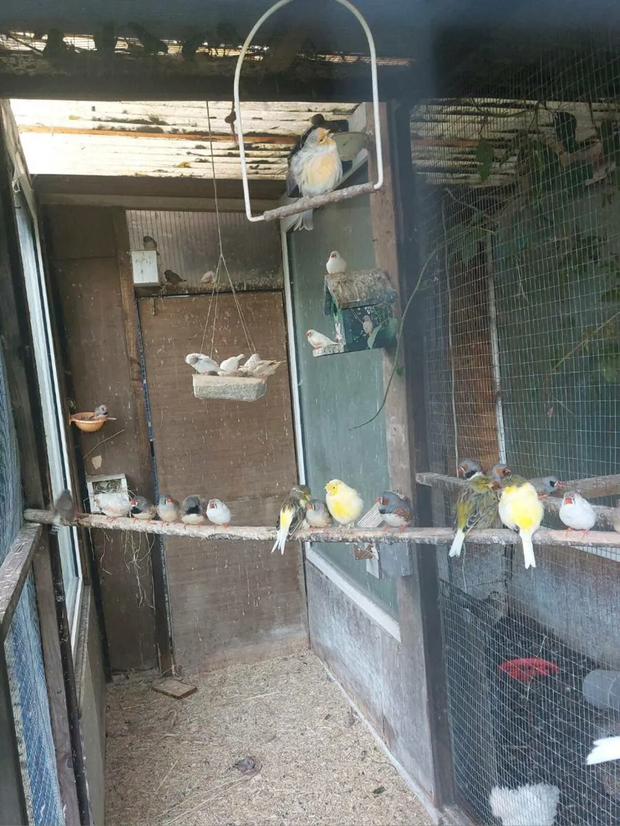Zebra finches - Image 3