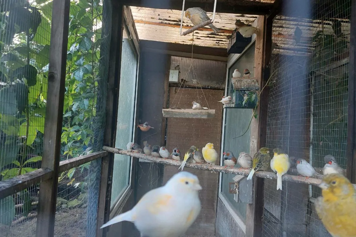 Zebra finches - Image 4