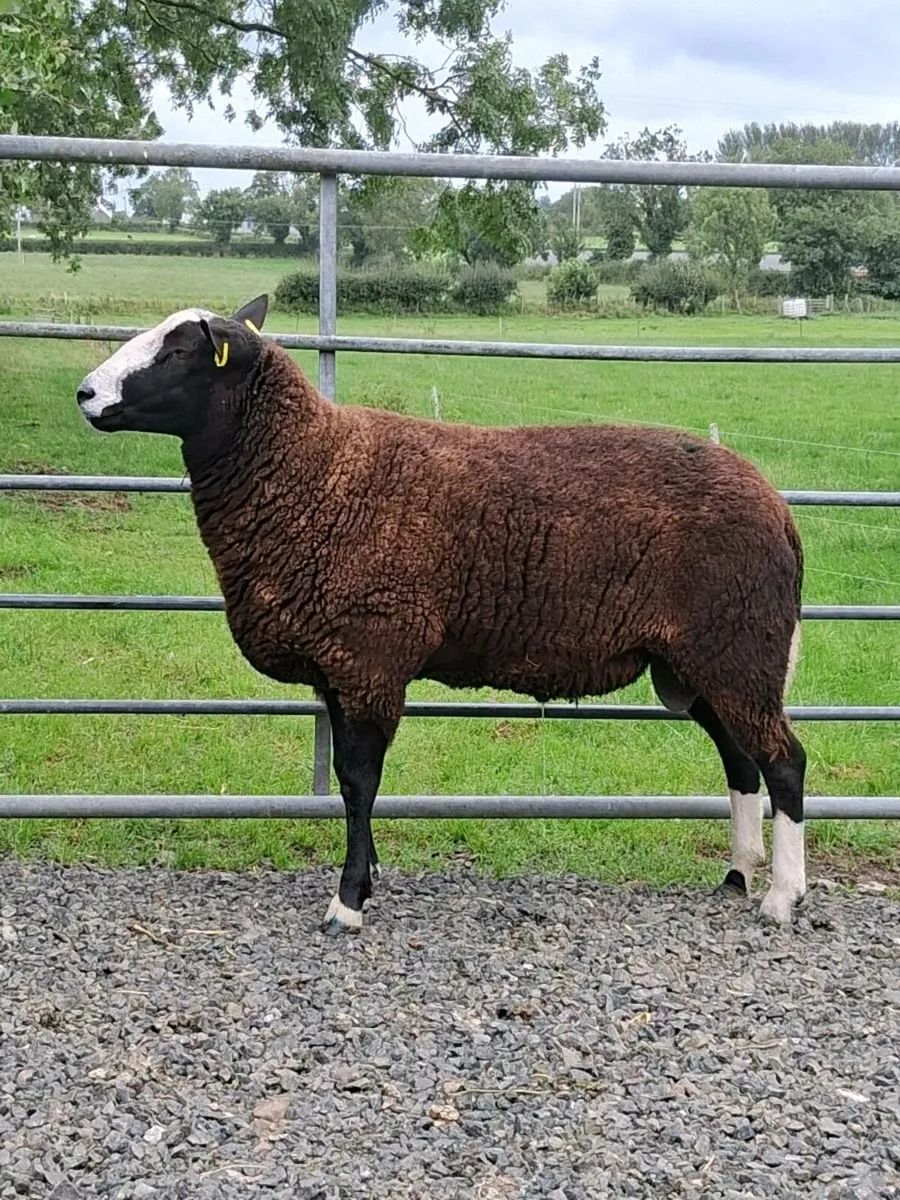 Zwartble ram - Image 1