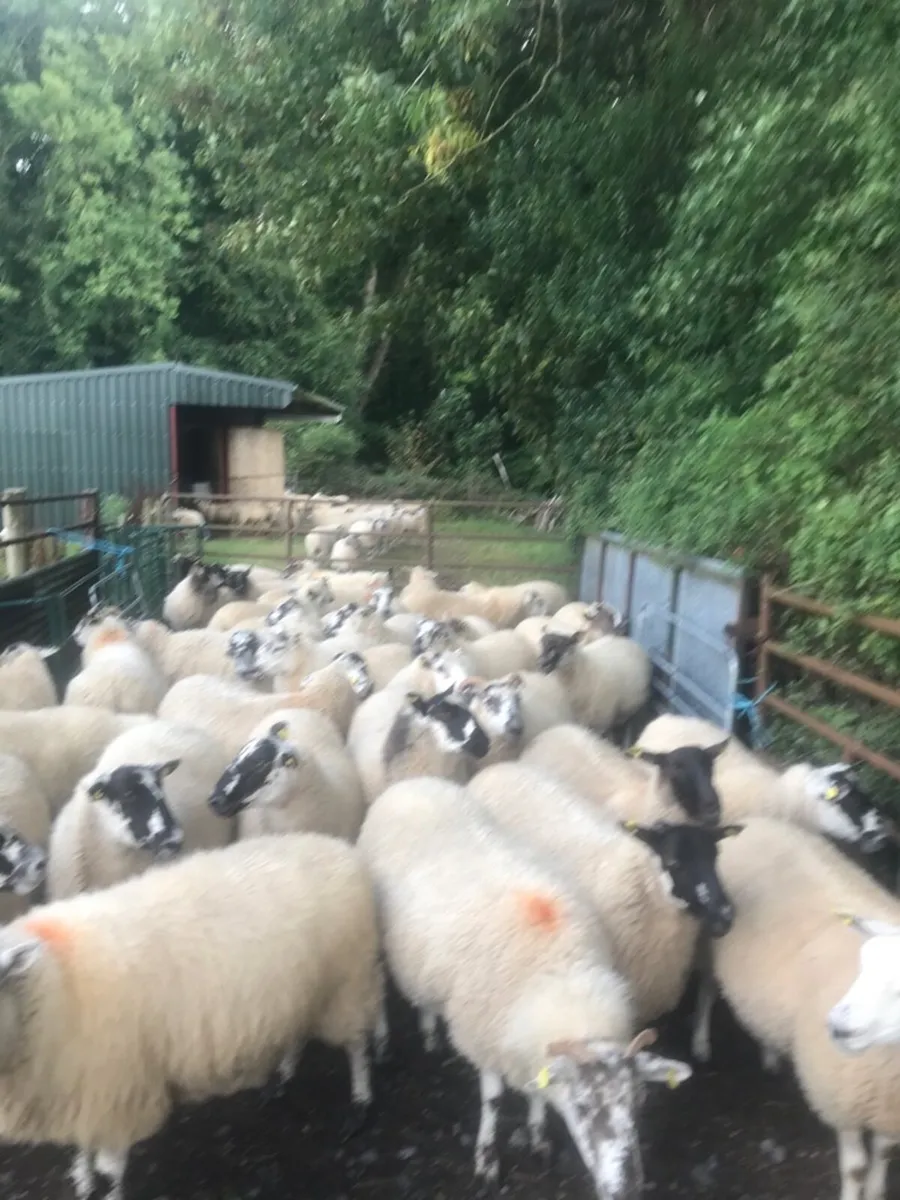 Hoggets - Image 1