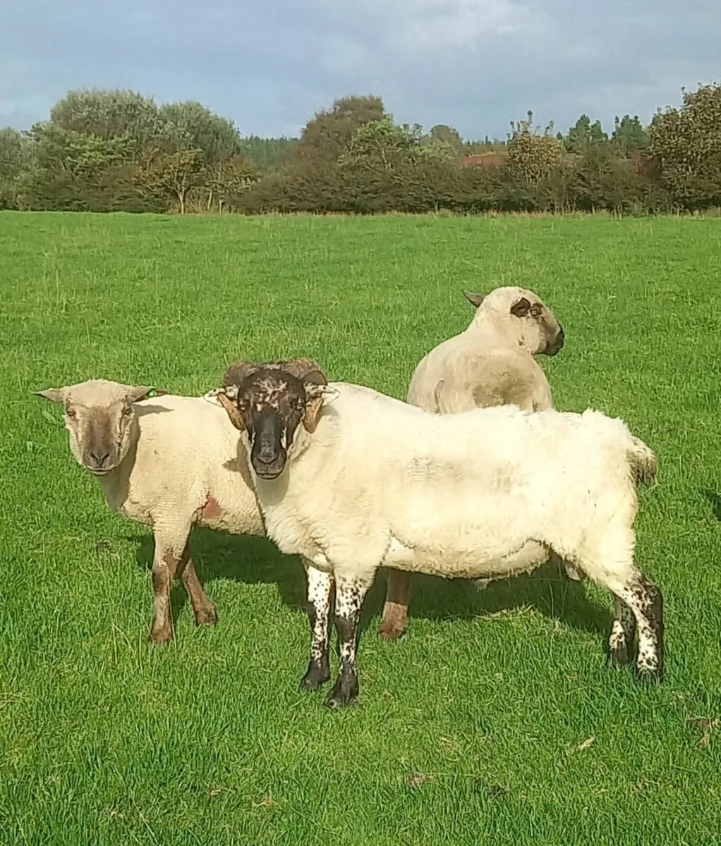 Hogged ram - Image 1